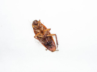 close-up cockroach isolated with cobweb on white background