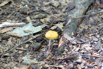 Mushroom near the tree after the rain