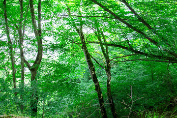 Green beautiful forest early in the morning