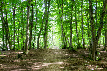 Green beautiful forest early in the morning