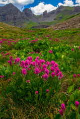 Fototapeta premium Alpine Paintbrush