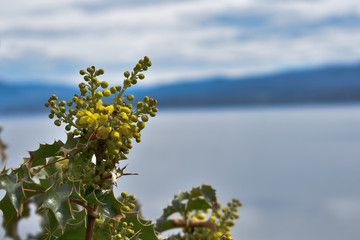 Beautiful plant and lake background