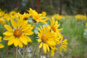 Beautiful nature flowers background