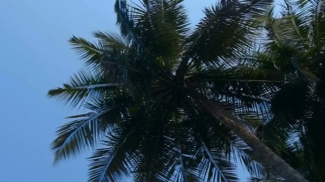 The krone of palm trees are moving against the blue sky, Goa, India. Shot in motion