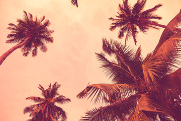 Naklejka na ściany i meble Tropical palm tree with colorful bokeh sun light on sunset sky cloud abstract background.