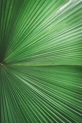 Wall murals Lime green Palm leaf pattern texture abstract background.