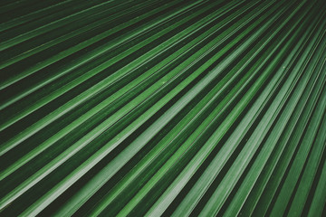 Obraz premium Palm leaf pattern texture abstract background.