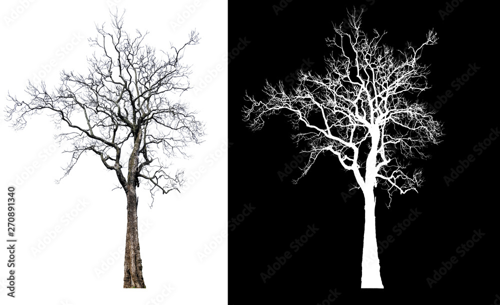 Poster single tree without leaf with clipping path