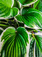 watermelon on green background