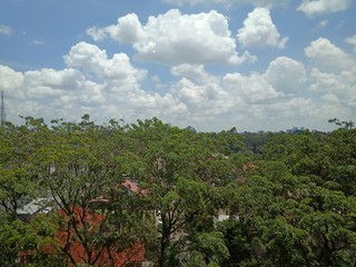 cloud in the sky and the tree 