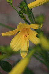 yellow flower