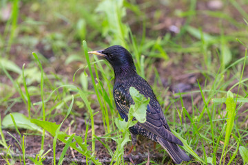 starling in green grass