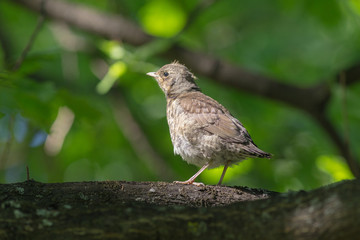 juvenile thrush on a tree