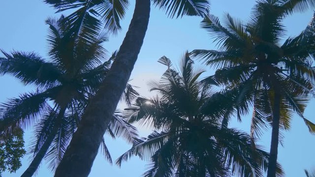 The krone of palm trees are moving against the blue sky, Goa, India. Shot in motion
