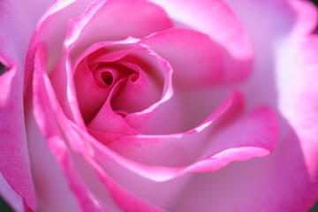 ピンク色の薔薇のマクロ