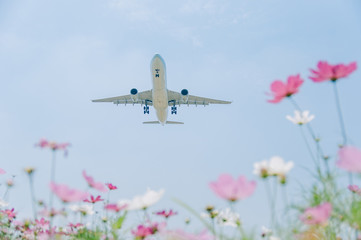 low angle view of an airplane flying over blue sky, with cosmos flowers as foreground. Happy travel and vacations concept.