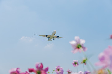 low angle view of an airplane flying over blue sky, with cosmos flowers as foreground. Happy travel and vacations concept.