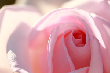 ピンクの薔薇のマクロ