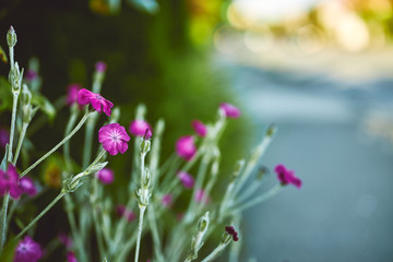 selective focus of purple flower in a garden