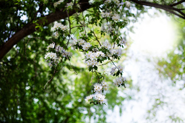 Blooming apple garden, tree branches with white flowers on green blurred sunny background close up, spring cherry blossom in sunlight backlit, sakura flowers in bloom, beautiful springtime nature 