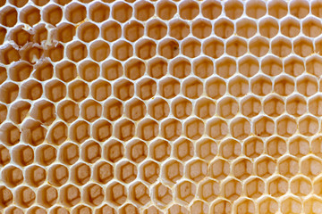 The texture of empty wax honeycombs built by bees, without human involvement
