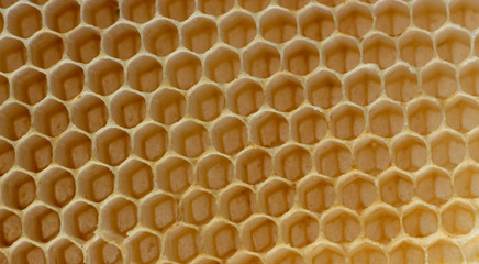 The texture of empty wax honeycombs built by bees, without human involvement