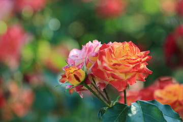 チャールストンという品種の薔薇