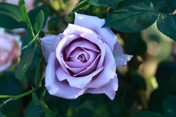 ブルームーンという品種の薔薇