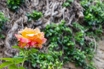 pink yellow roses