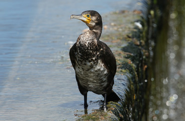 A pretty Cormorant, Phalacrocorax carbo, perching on a weir at the edge of a lake.