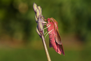 A beautiful Elephant Hawk-moth (Deilephila elpenor) perching on a pink bluebell wildflower.	