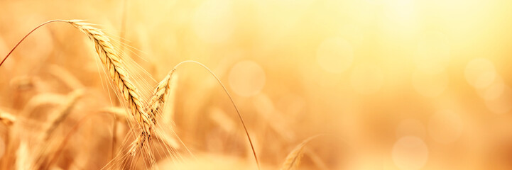 Sunny golden wheat field, ears of wheat close up background
