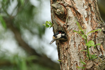 Fototapeta premium A stunning male Great spotted Woodpecker, Dendrocopos major, coming out of its nesting hole. It has a fecal sac in its beak which it is removing from the nest.