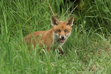 A cute wild Red Fox cub, Vulpes vulpes, sitting in the long grass.