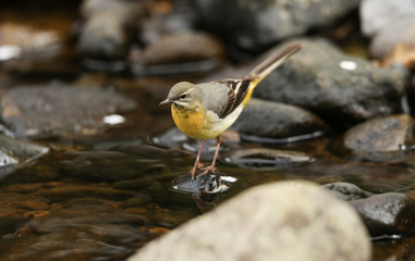 A stunning Grey Wagtail, Motacilla cinerea, standing on a rock in the middle of a river hunting around for insects to eat.