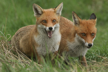 Fototapeta premium Two magnificent wild female Red Foxes (Vulpes vulpes) hunting for food in a field of long grass. 