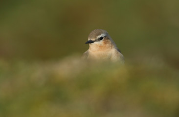 A stunning female Wheatear, Oenanthe oenanthe, hunting for insects to eat in the moorlands of Durham, UK.	