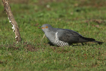 Fototapeta premium A Cuckoo (Cuculus canorus) perching on the grass with an insect in its beak which it is about to eat. 