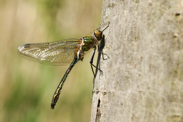 A rare newly emerged Downy Emerald Dragonfly, Cordulia aenea, perched on a tree trunk.