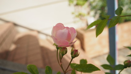 公園で咲いていた様々なバラ