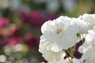 アイスバーグという品種の白薔薇