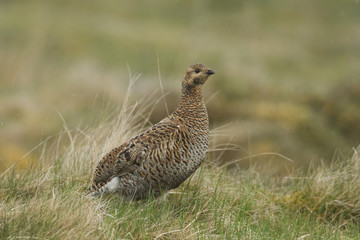 A beautiful rare female Black Grouse, Tetrao tetrix, standing in the moors on a rainy day.	