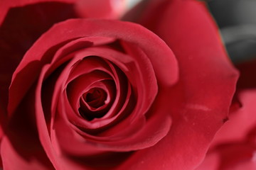深紅の薔薇のマクロ