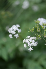 white flowers in garden