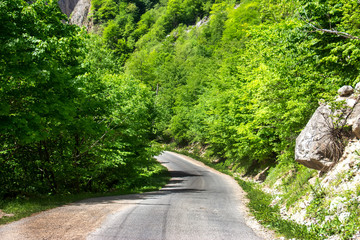 The road to the green forest landscape in the early morning