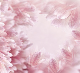 Floral pink beautiful background.  Flowers and petals of a white-red dahlia. Close-up. Flower composition. Greeting card for the holiday. Nature.