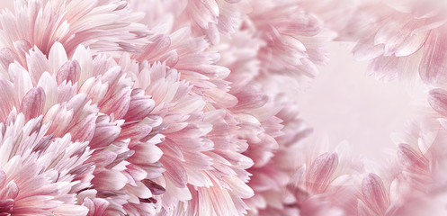 Floral pink beautiful background.  Flowers and petals of a white-red dahlia. Close-up. Flower composition. Greeting card for the holiday. Nature.