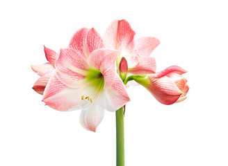 Hippeastrum or Amaryllis flowers ,Pink amaryllis flowers isolated on white background, with...