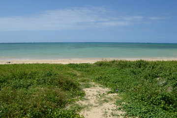 植物が生える砂浜とエメラルドグリーンの海と青空