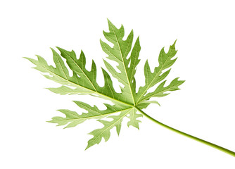 Papaya leaf, Green papaya leaves, Tropical foliage isolated on white background with clipping path 